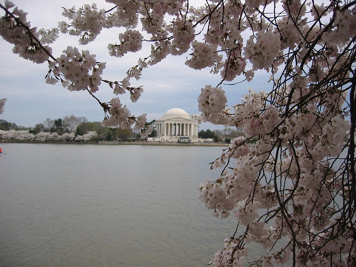 11 Cherry blossoms, Jefferson memorial.jpg